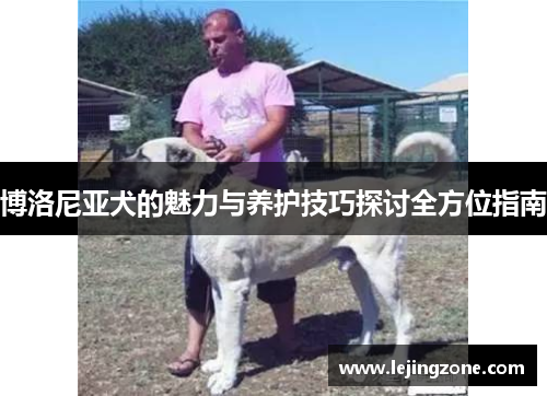 博洛尼亚犬的魅力与养护技巧探讨全方位指南